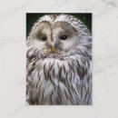 Recherche de hibou mignon cartes visite Faune