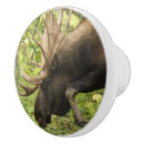 Recherche de taureau photographie Orignaux