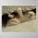 Suche nach katzen humor poster Kätzchen
