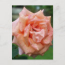 Suche nach blühende blumen postkarten Botanisch