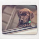 Recherche de chocolat tapis souris Labrador retriever