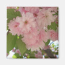 Suche nach kirschbaum magnete Kirschblüten