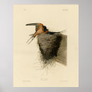 Recherche de hirundo posters Avale de grange