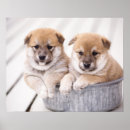 Suche nach shiba inu welpe poster Hund