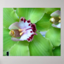 Recherche de orchidée verte posters Été