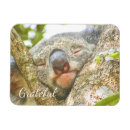 Suche nach koala magnete Vielen dank
