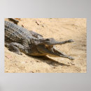 Recherche de crocodile posters Reptile