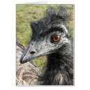 Recherche de émeu cartes postales Faune