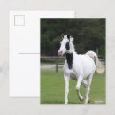 Recherche de cheval pinto cartes postales Animal