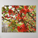 Suche nach quitte poster Natur