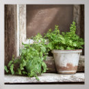 Suche nach fenster poster Pflanze