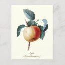 Recherche de fruit vintage cartes postales Élégant