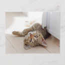 Suche nach cute animals postkarten Pet