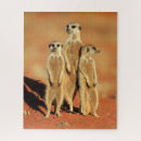 Suche nach kalahari puzzle Meerkat