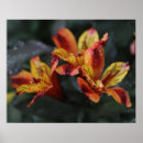 Suche nach regentropfen poster Gelb