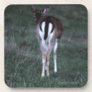 Suche nach rotwild untersetzer Vertikal