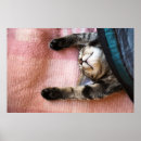 Suche nach sleeping kitten poster Relaxation