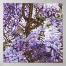 Suche nach lila baum poster Blüte