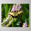 Suche nach lila wildblumen poster Fotografie