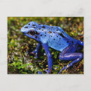 Recherche de grenouille bleue cartes postales Amphibien