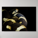Suche nach schwarze schlange poster Tierwelt