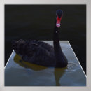 Suche nach schwarzer schwan poster Tierwelt