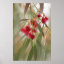 Recherche de australiennes art Eucalyptus