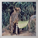 Suche nach jaguare poster Wild