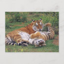 Suche nach bengalischer tiger postkarten Natur