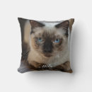 Recherche de ragdoll coussins Félin