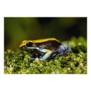 Recherche de vertébré posters Amphibien