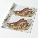 Recherche de lièvre papier cadeau Faune