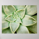 Recherche de de fleur de ressort posters Plantes