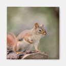 Suche nach rotes eichhörnchen magnete Wild