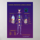Suche nach drüsen poster Diagramm