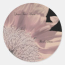 Recherche de gerbera rose Noir