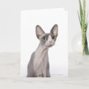 Recherche de chat de sphynx vœux cartes Chats