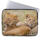 Recherche de lion de bébé électronique Safari