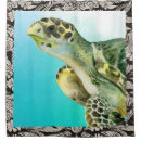 Suche nach honu wohnen zuhause Ozean
