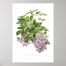 Recherche de solanum posters Illustration