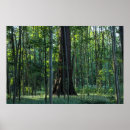 Recherche de bouleau arbres posters Parc