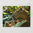 Recherche de habitat cartes postales Jungle
