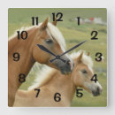 Recherche de poulain Amoureux des chevaux