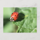 Recherche de problème cartes postales Insecte