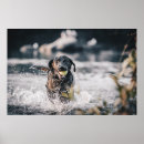 Suche nach großer schwarzer hund poster Haustier