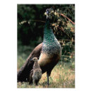 Recherche de beau paon posters Oiseaux