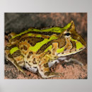 Recherche de vertébré posters Amphibien