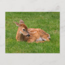 Recherche de faons cartes postales Nature