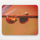 Recherche de coccinelles mignonnes tapis souris Animal