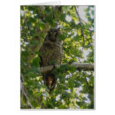 Suche nach otus asio Eule
